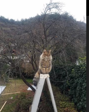 森林狼全队合练展现新阵容火力,森林狼队伍